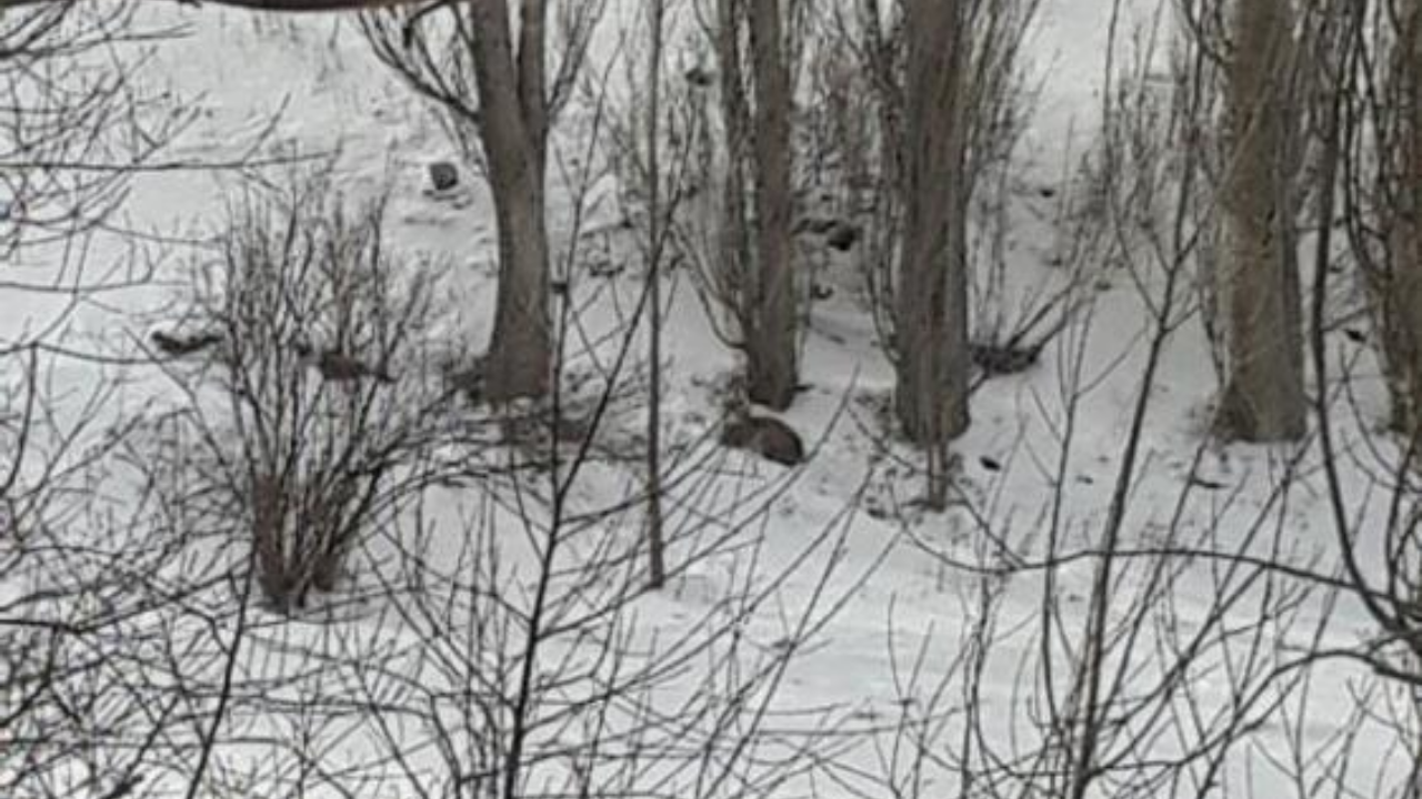 Nesli tükenmekte olan vaşak Erzurum'da görüldü